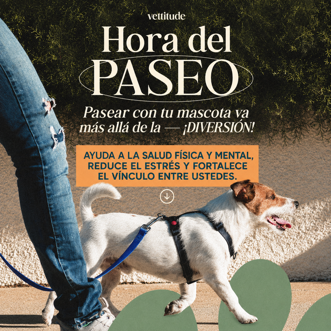 Post veterinaria 2